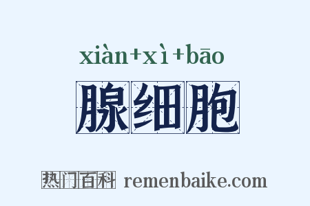 腺细胞是什么意思的图片